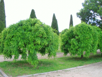 Sophora jap. Pendula, Ters Sofora Ağacı